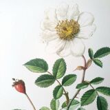 Set of 4 botanical plates roses