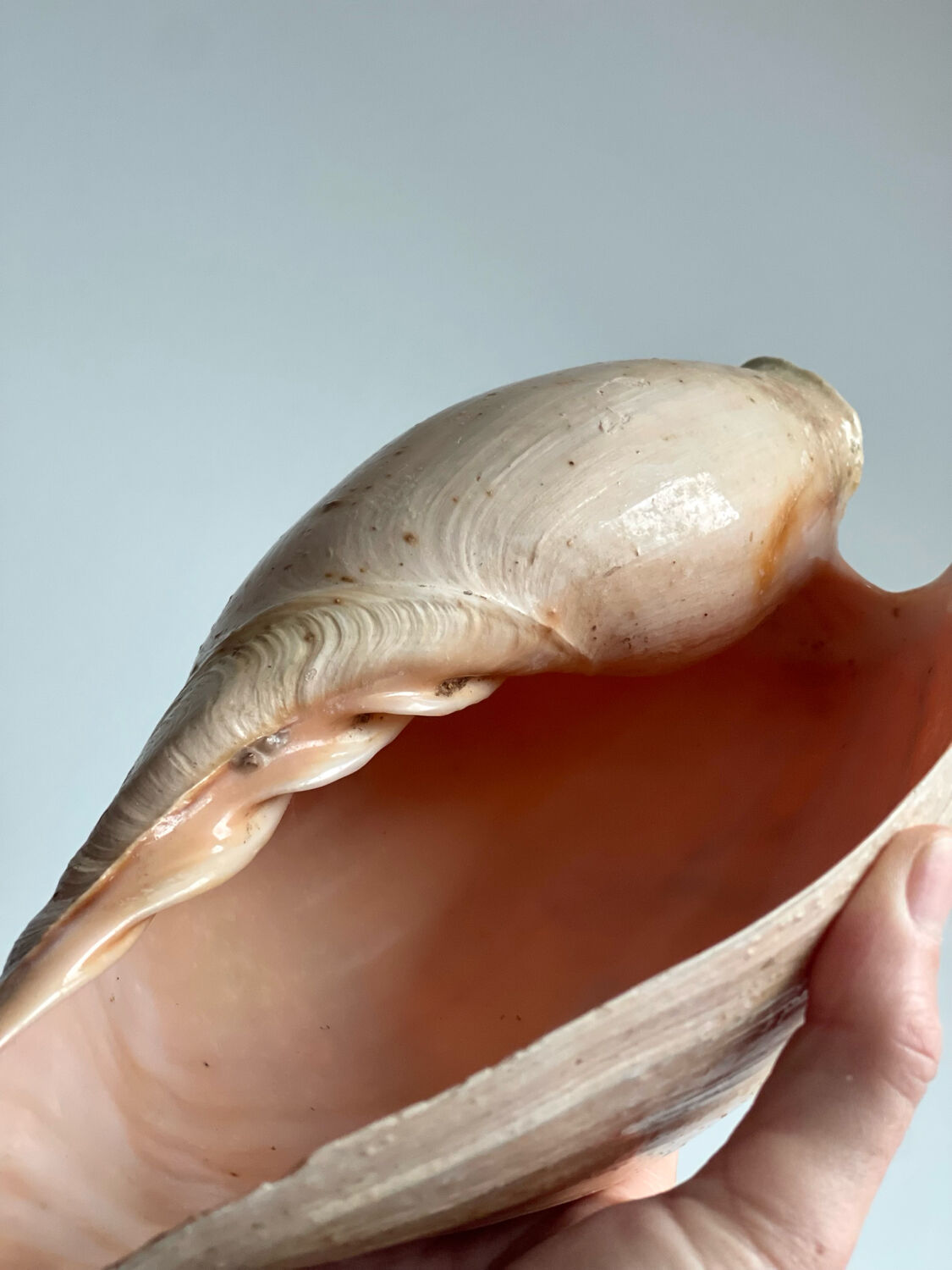 Large Melo Amphora seashell.