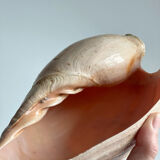 Large Melo Amphora seashell.