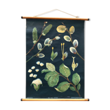 Saule d’affiche de cru en 1961