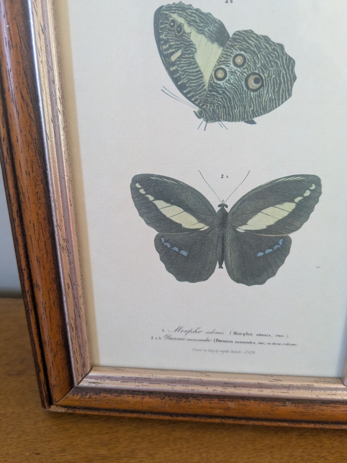 Lithographies de papillons