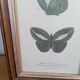 Lithographies de papillons