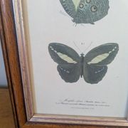 Lithographs of butterflies