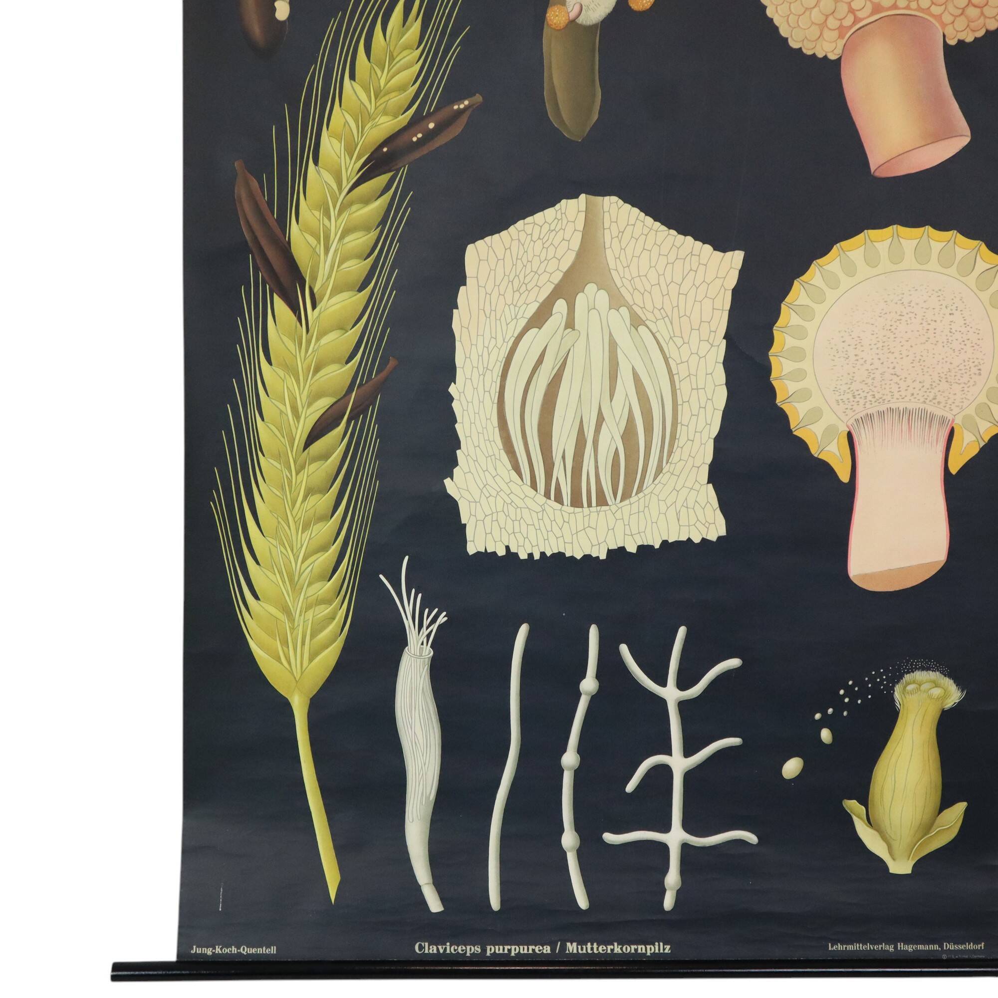 Large Vintage School Map Ergot Fungus Jung Koch Quentell