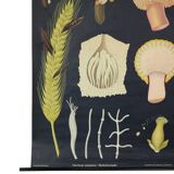 Large Vintage School Map Ergot Fungus Jung Koch Quentell