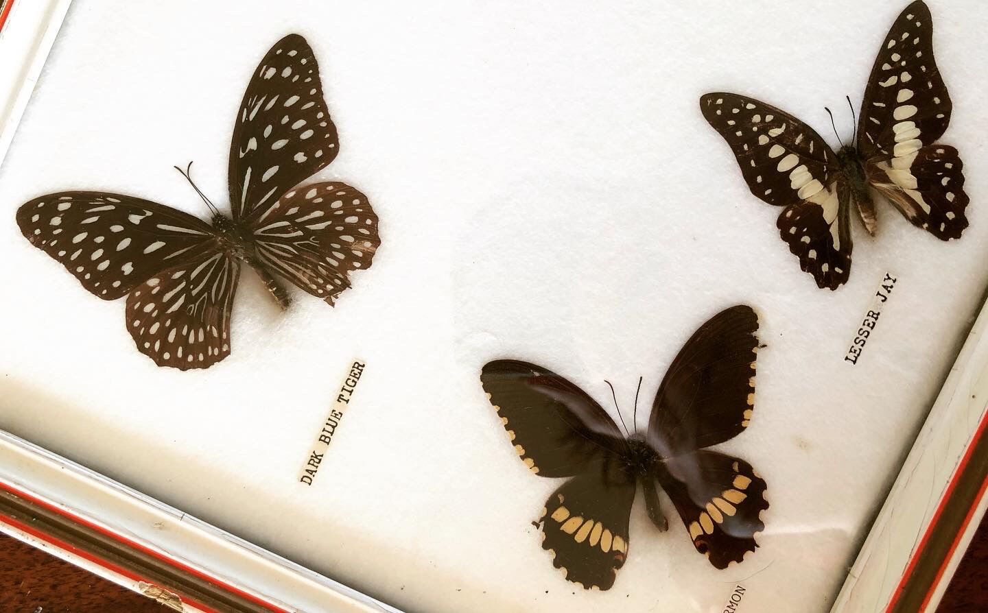 Stuffed butterflies frame