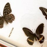 Papillons naturalisés cadre