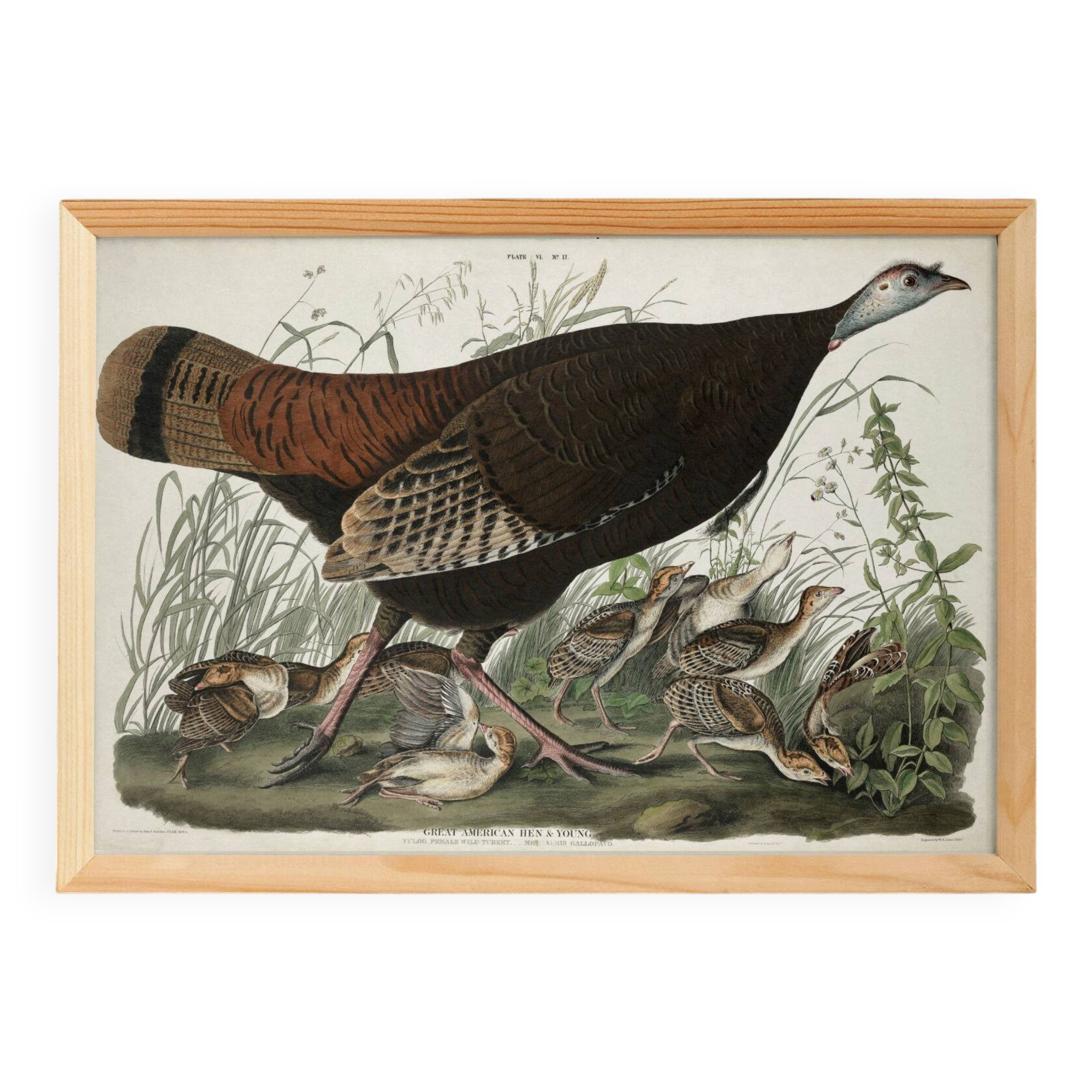 Poster about the Wild Turkey, based on an old engraving from 1827.