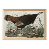 Poster about the Wild Turkey, based on an old engraving from 1827.