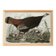 Poster about the Wild Turkey, based on an old engraving from 1827.