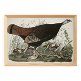 Affiche sur la Dinde sauvage, d’après une gravure ancienne de 1827.