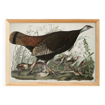 Affiche sur la Dinde sauvage, d’après une gravure ancienne de 1827.