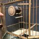 Old bird cage