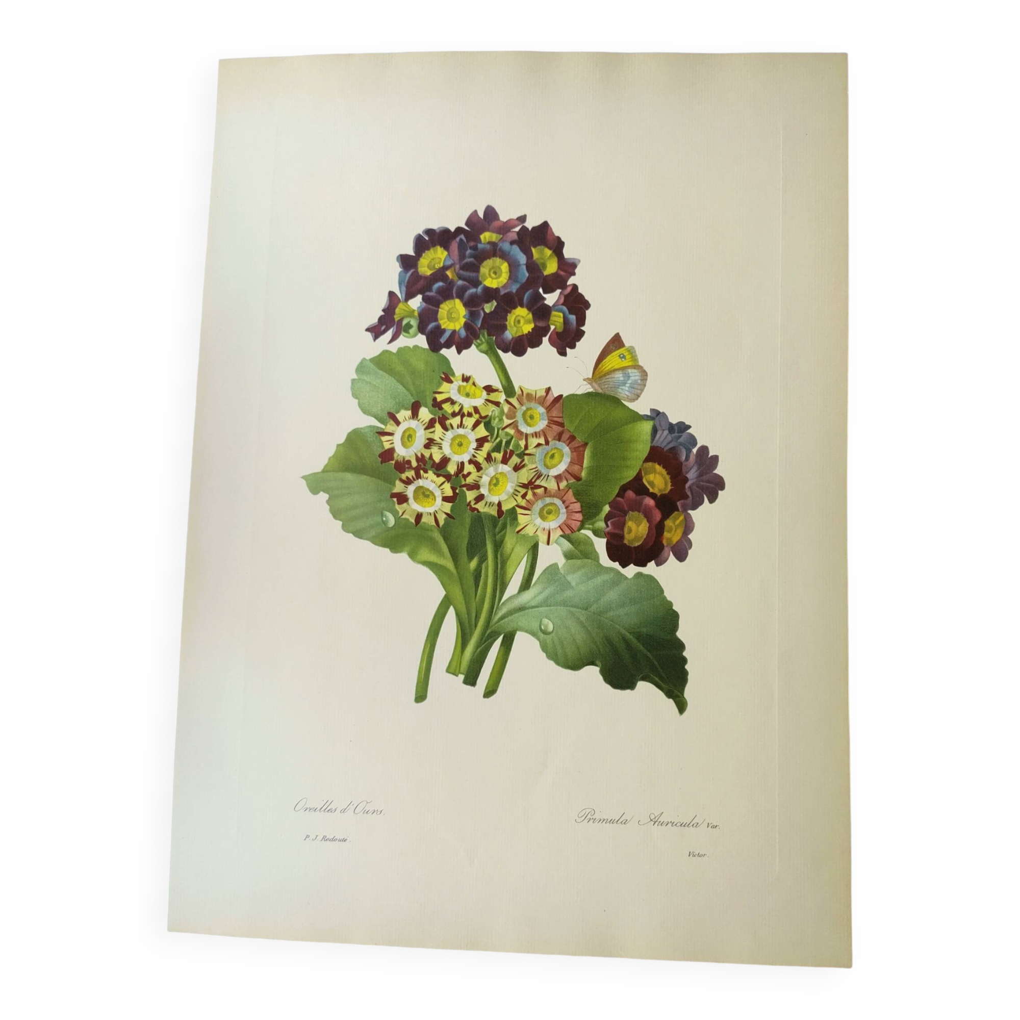 Antique botanical engraving -1955- bear's ear flower - primula auricula- by pj. redouté. vintage