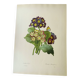 Antique botanical engraving -1955- bear's ear flower - primula auricula- by pj. redouté. vintage