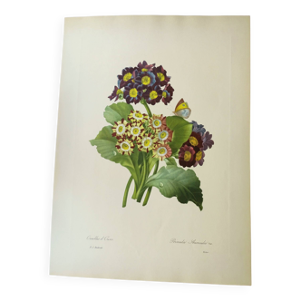 Antique botanical engraving -1955- bear's ear flower - primula auricula- by pj. redouté. vintage