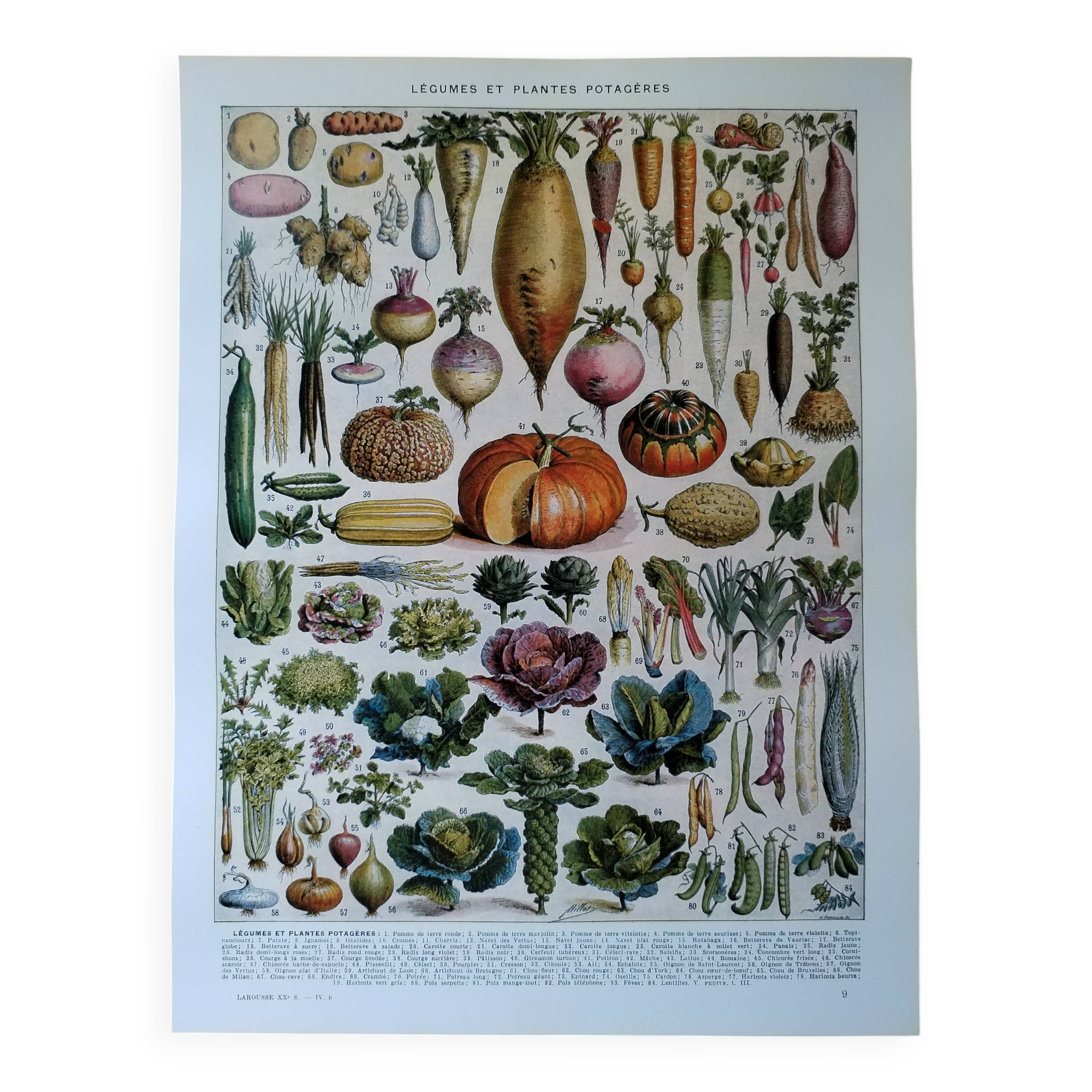 Original lithograph of vegetables and vegetable plants
