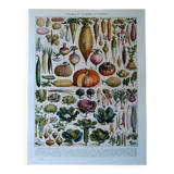 Original lithograph of vegetables and vegetable plants
