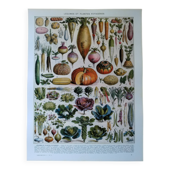 Original lithograph of vegetables and vegetable plants