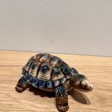 Tortoise