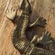 Lézard en bronze doré