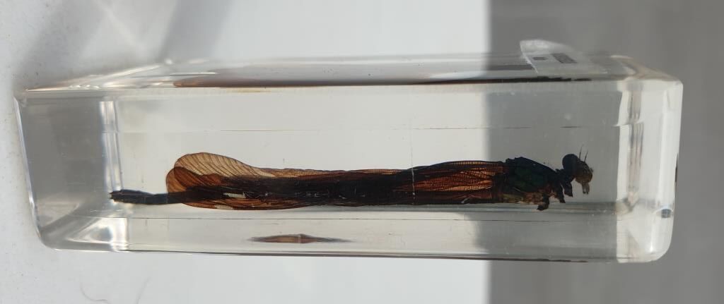 Insect under resin the Demoiselle d'Inde