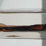 Insect under resin the Demoiselle d'Inde