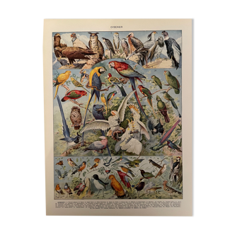 Lithographie gravure sur les oiseaux de 1928 (perroquet)