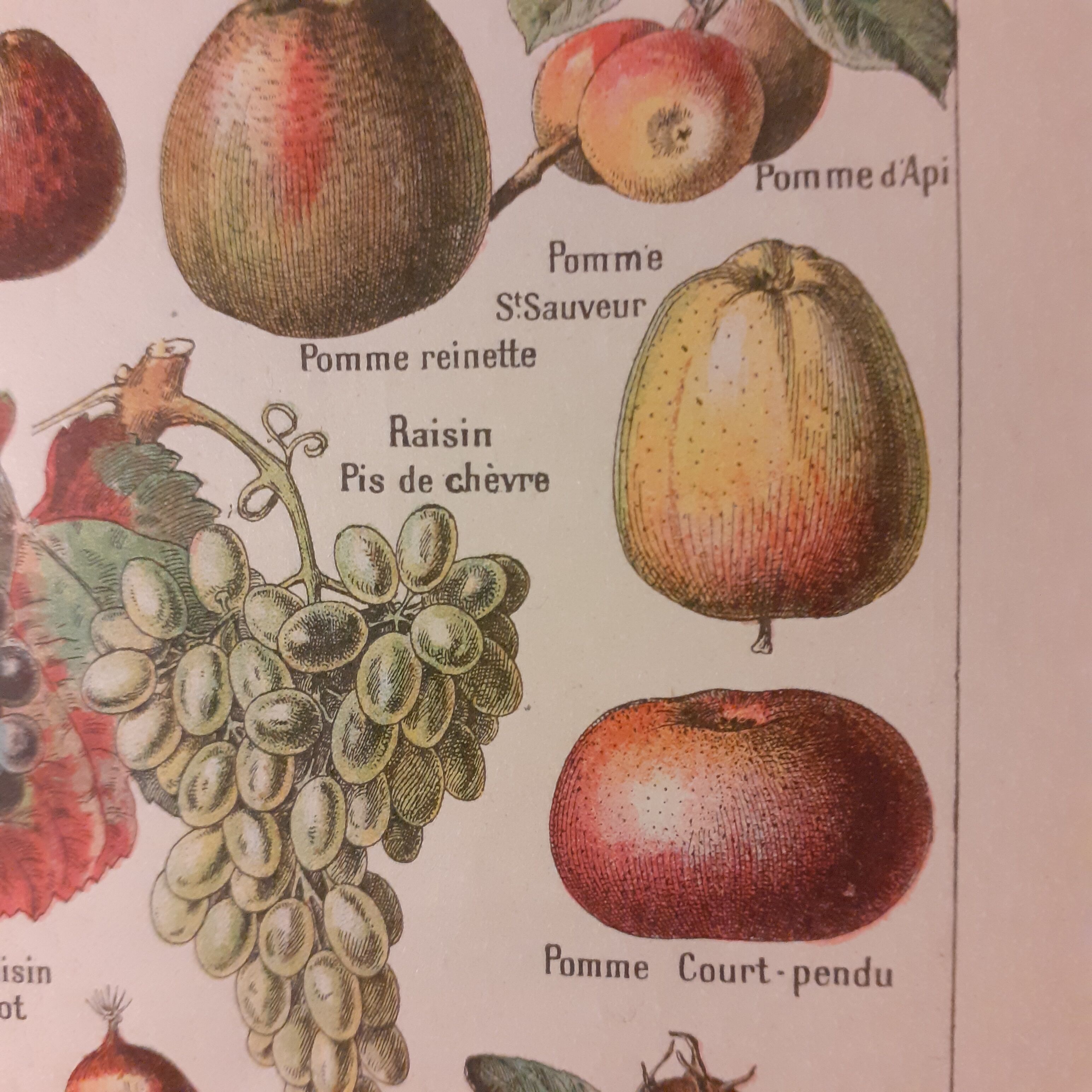 Lithographie sur les fruits de 1928
