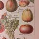 Lithographie sur les fruits de 1928