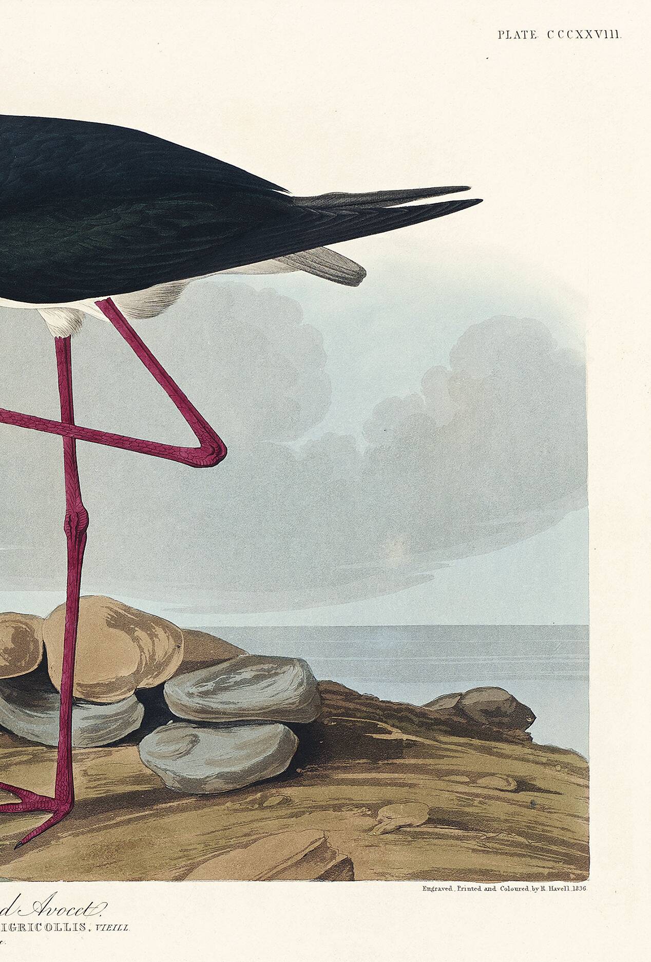Poster about the American stilt, based on an old engraving from 1827.