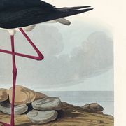 Poster about the American stilt, based on an old engraving from 1827.