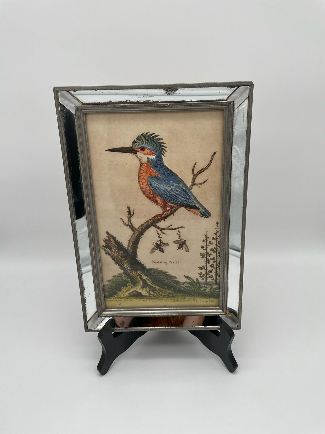 Antique engraving of bird naturalist, by Georges Edwards.