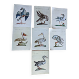7 bird illustrations