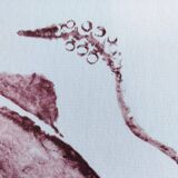 Framed art print, "Print of a squid"