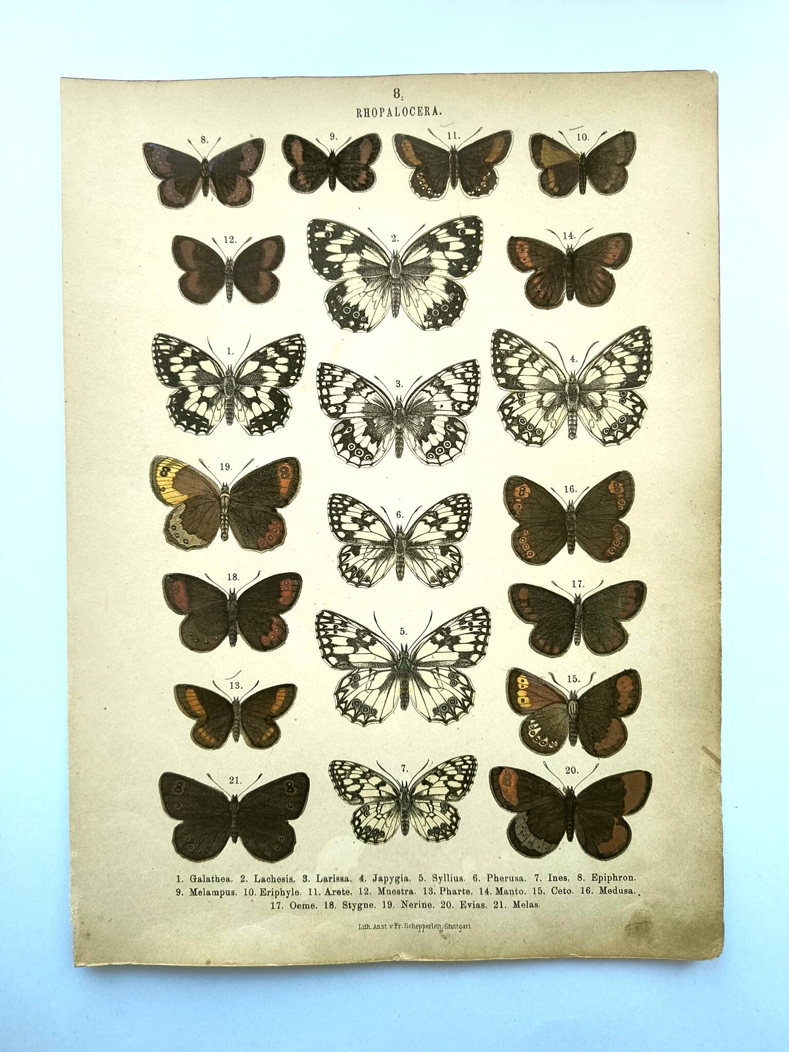 Antique print of Butterflies - Lithograph from 1887 - Galatha