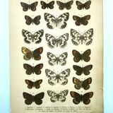 Antique print of Butterflies - Lithograph from 1887 - Galatha