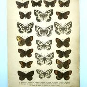 Antique print of Butterflies - Lithograph from 1887 - Galatha