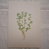 Botanical plate Alchemille