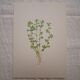 Botanical plate Alchemille