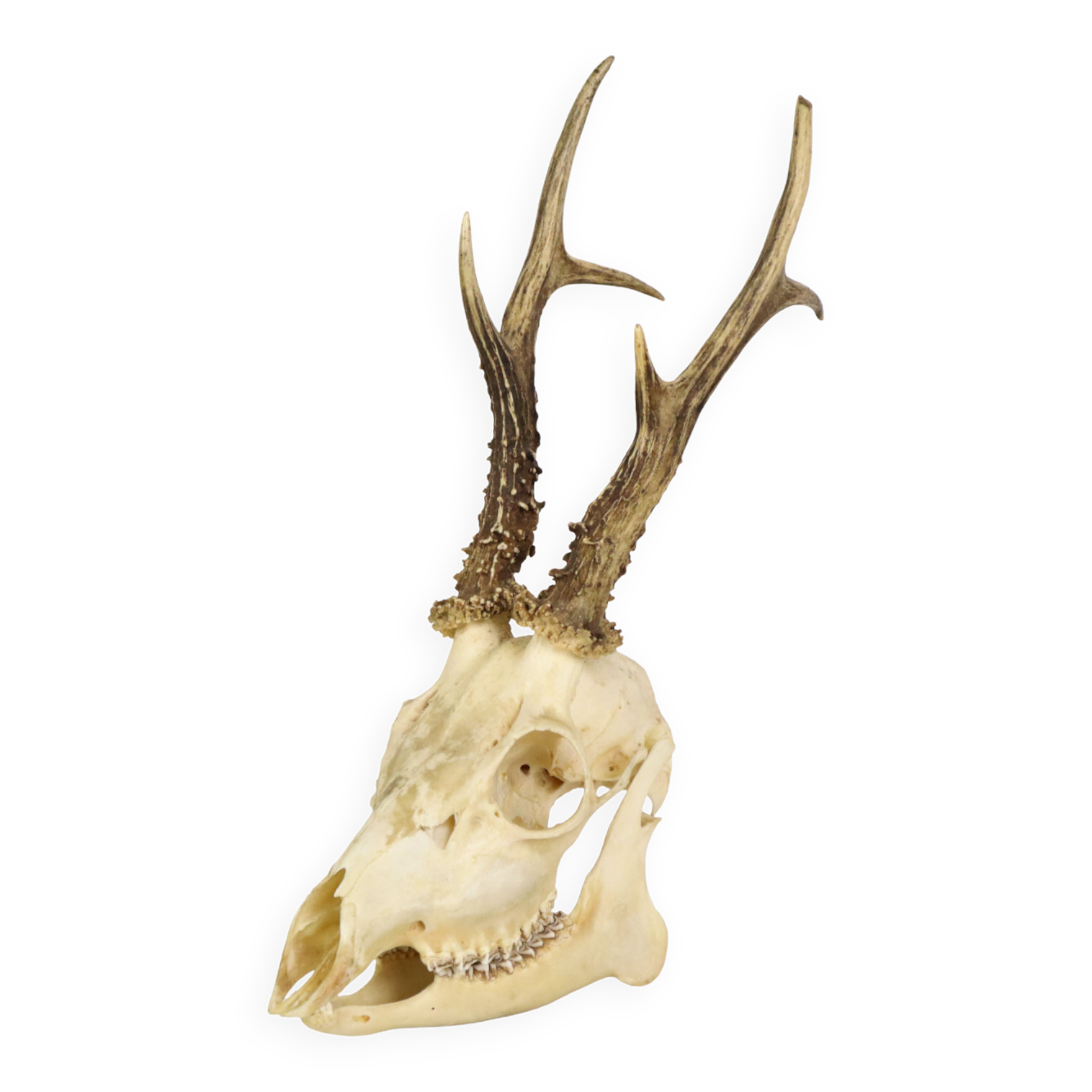 Deer skull taxidermy complete antlers skull deer 33cm