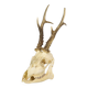 Deer skull taxidermy complete antlers skull deer 33cm
