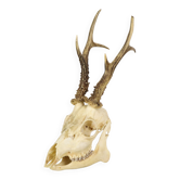 Deer skull taxidermy complete antlers skull deer 33cm