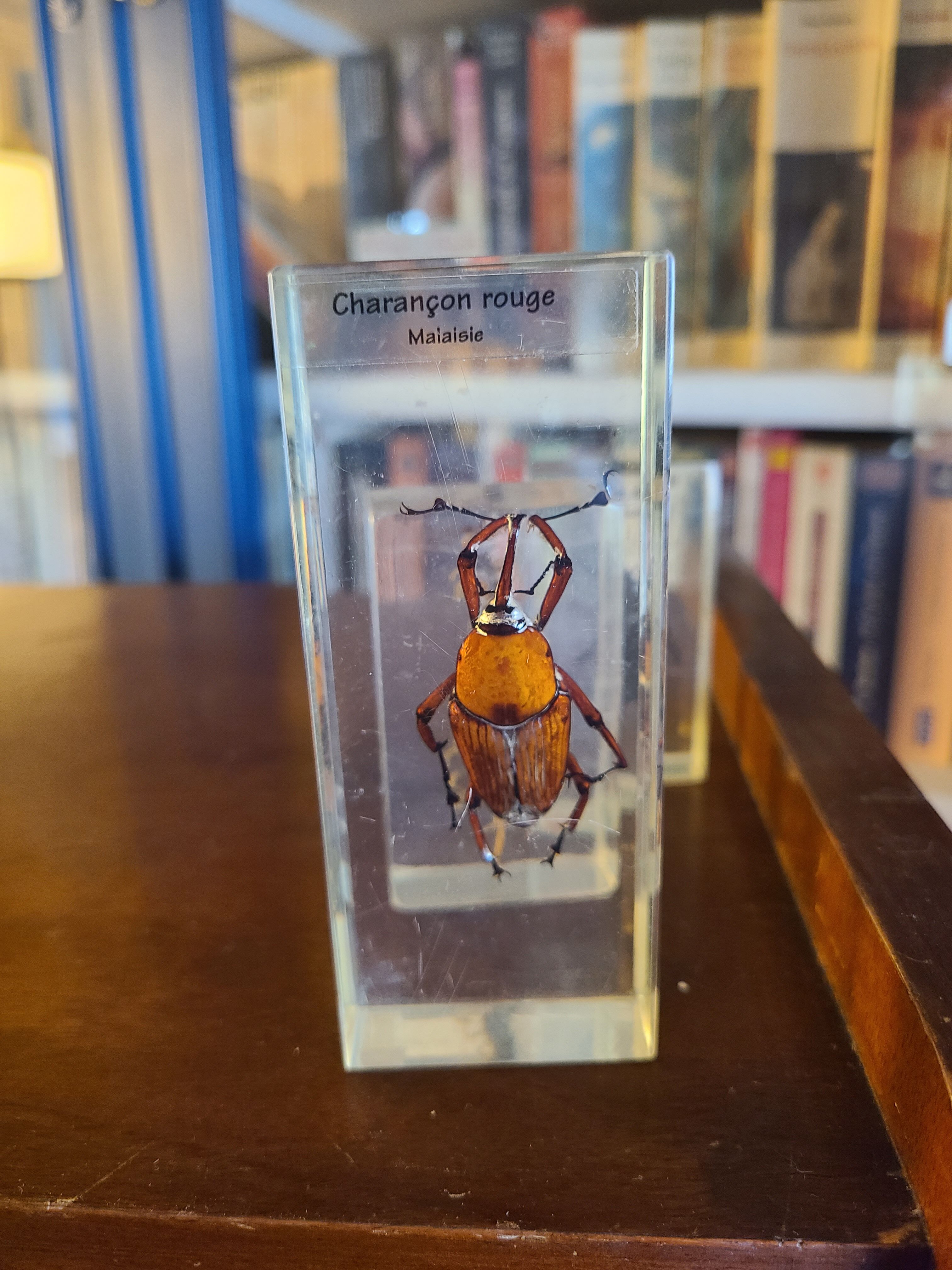 Insects under vintage resin
