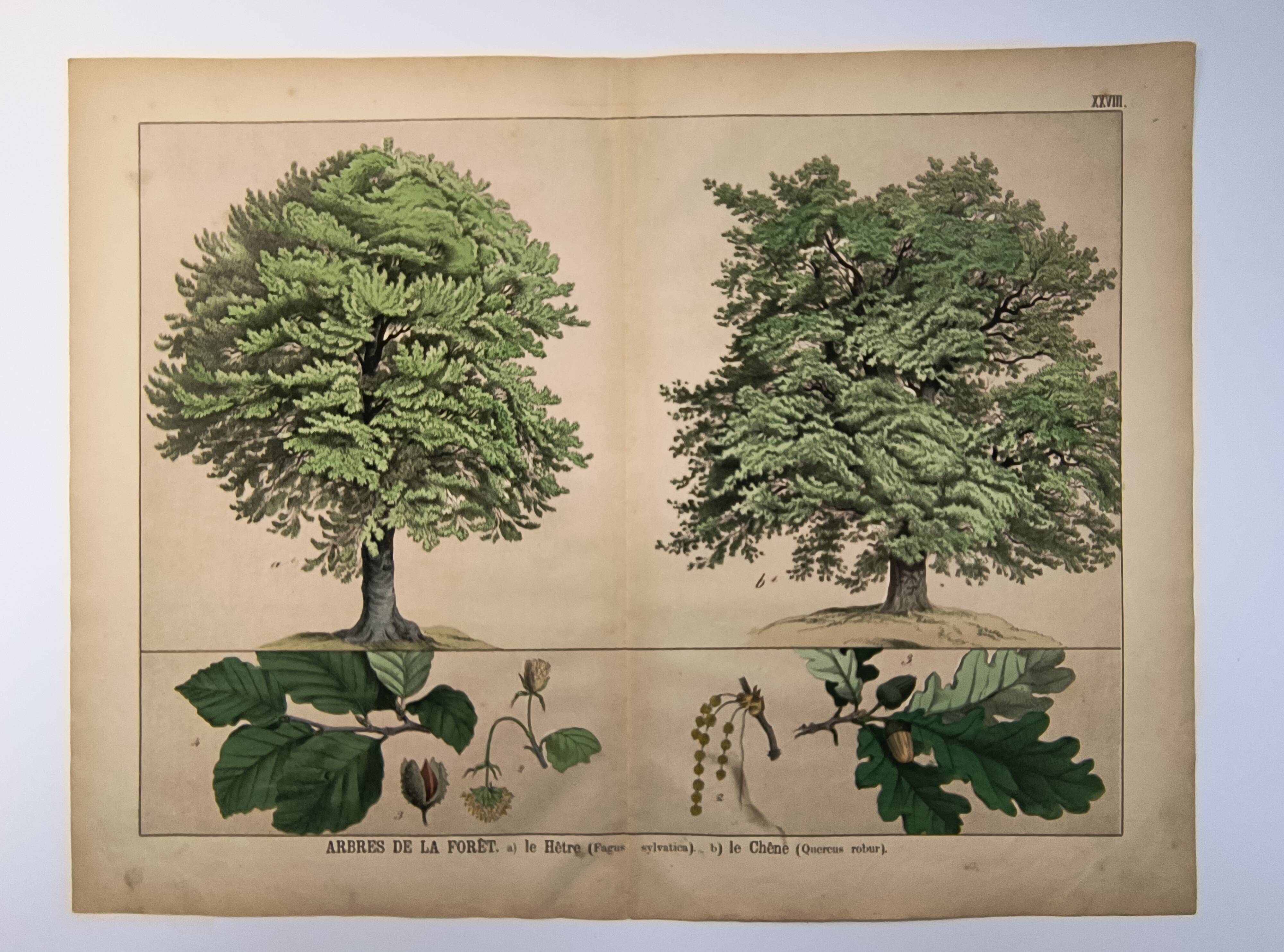 Botanical engraving 1870 - Walnut and Hazelnut - Tree Plate