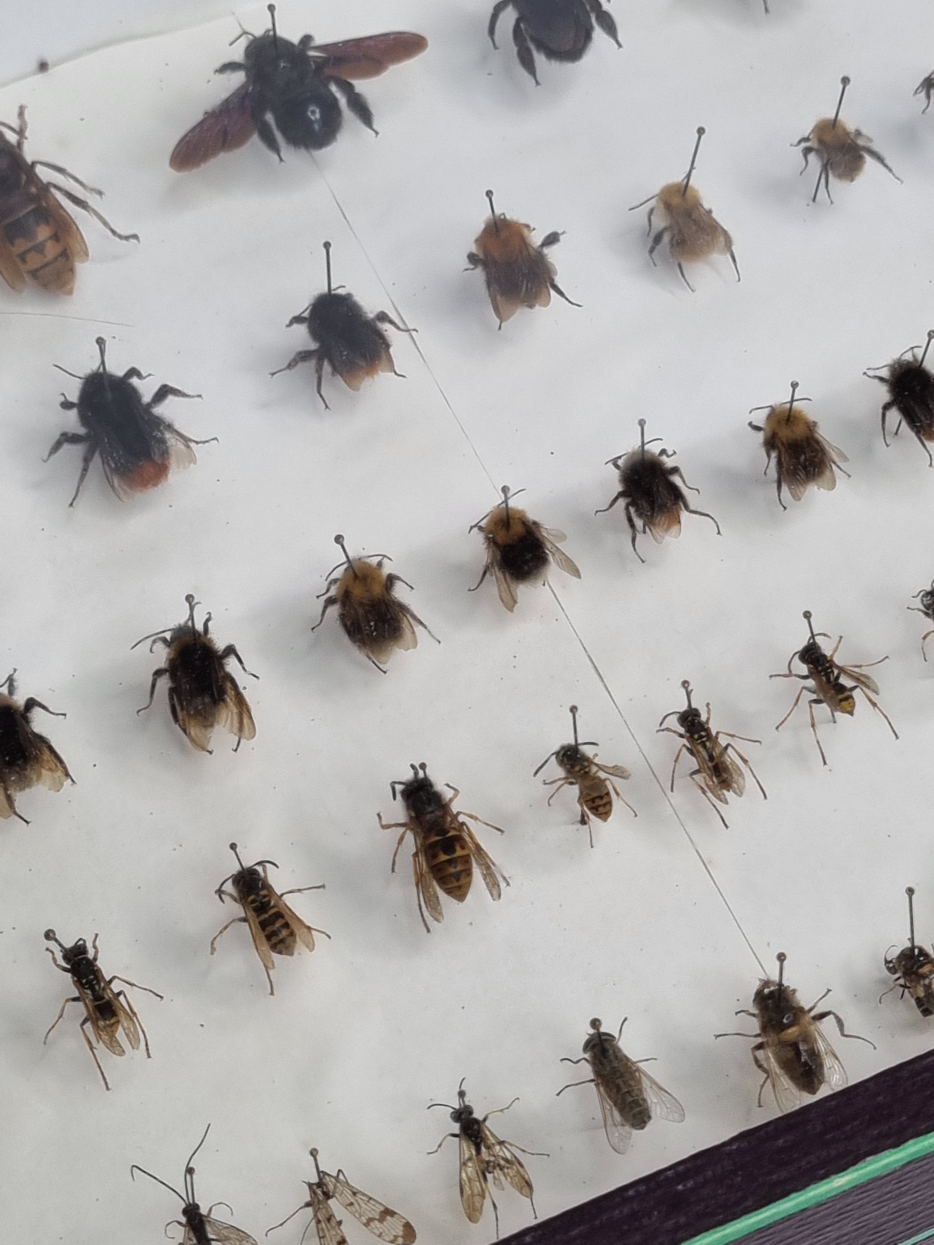 Collection d'entomologiste 67 variétés d'hyménoptères