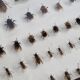 Collection d'entomologiste 67 variétés d'hyménoptères