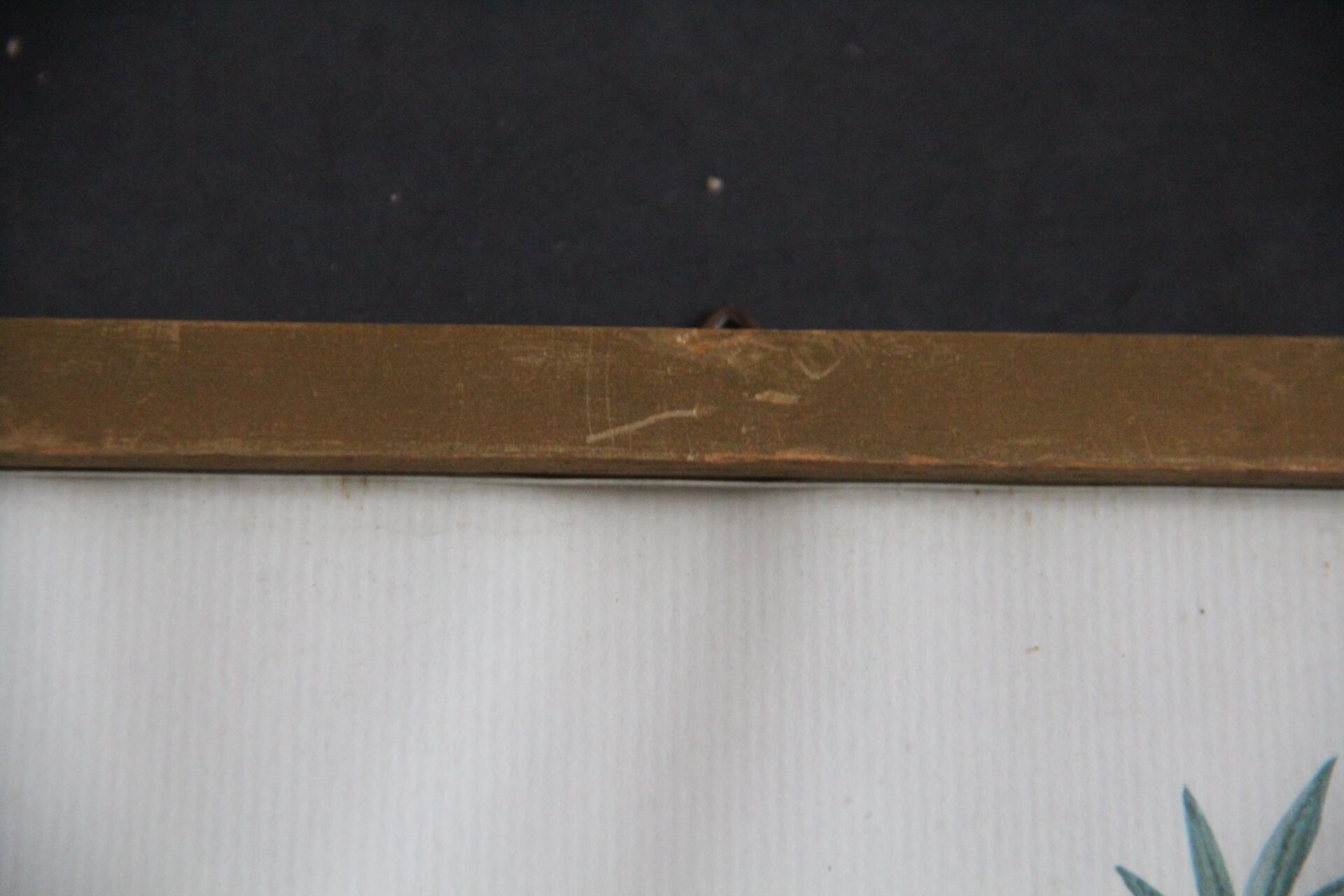 Framed engraving by P.J.Redouté Rosier Eglantier