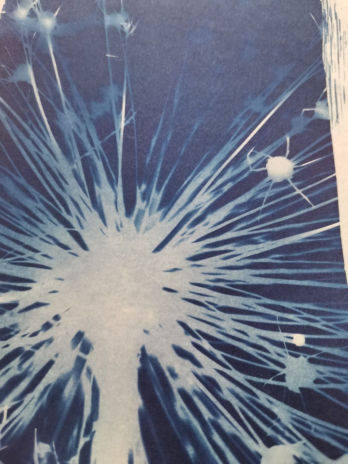 Cyanotype fleur floue vintage