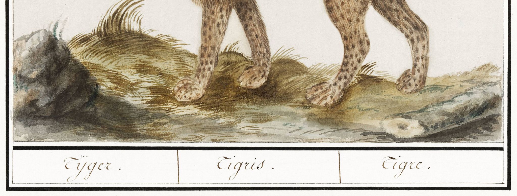 Affiche sur le tigre, d’après une gravure ancienne de 1610